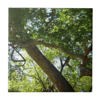 Sycamore Tree Green Nature Tile
