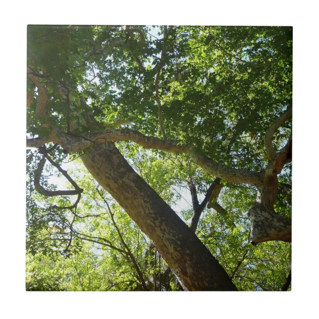 Sycamore Tree Green Nature Tile (Front)