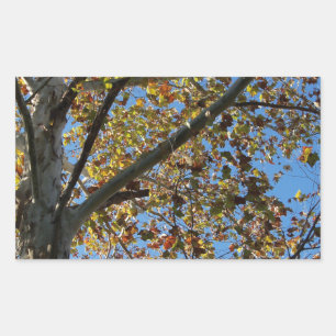 Sycamore tree in the fall against a blue sky rectangular sticker