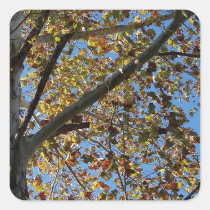 Sycamore tree in the fall against a blue sky square sticker
