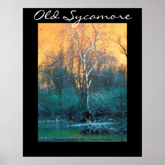 Sycamore Tree, Old Sycamore Poster
