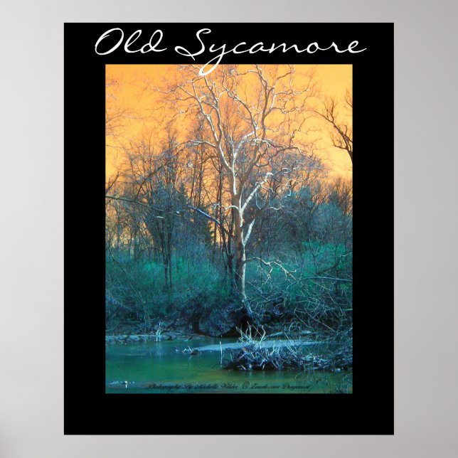 Sycamore Tree, Old Sycamore Poster (Front)