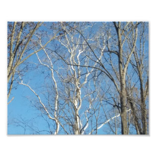 Sycamore Tree Photo Print