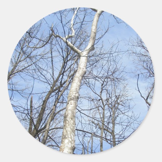 Sycamore Tree Stickers (Front)