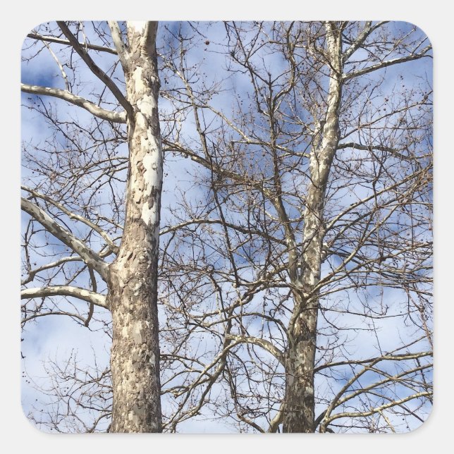Sycamore Trees in a Winter Sky --- Square Sticker (Front)