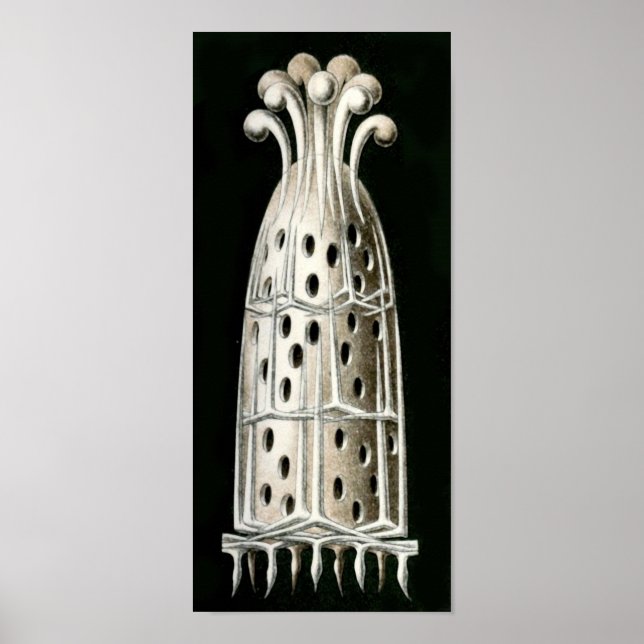 Sycandra compressa, Ernst Haeckel Fine Art Poster (Front)