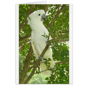 Sydney Cockatoo