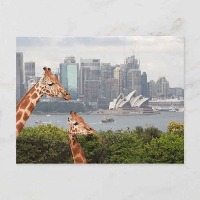 Sydney Giraffe Postcard (Front)