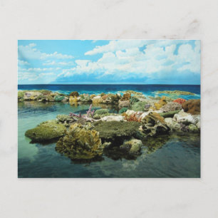 Sydney Great Barrier Reef Postcard