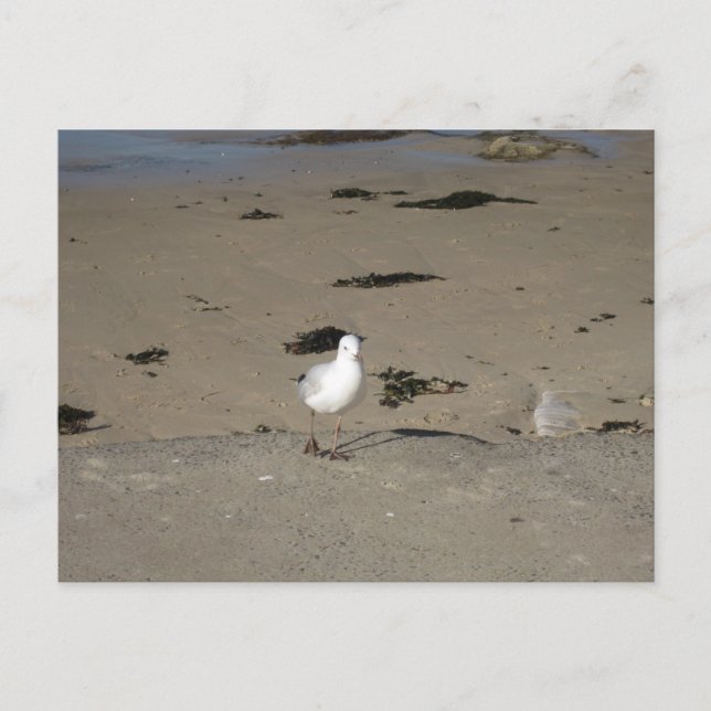 Sydney Seagull Beach Photography Postcard (Front)