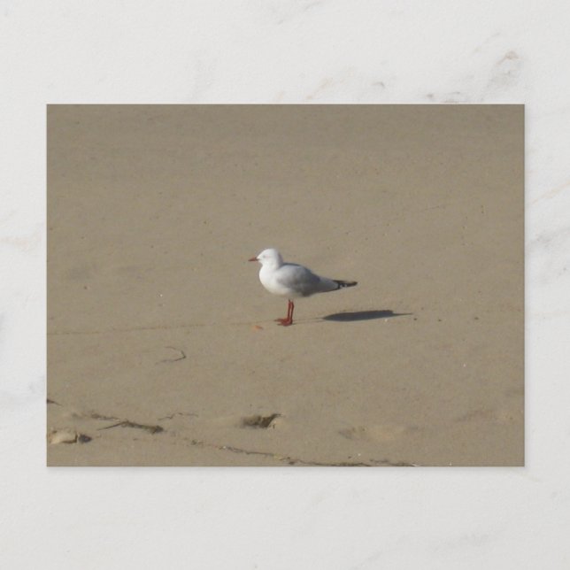 Sydney Seagull Beach Photography Postcard (Front)