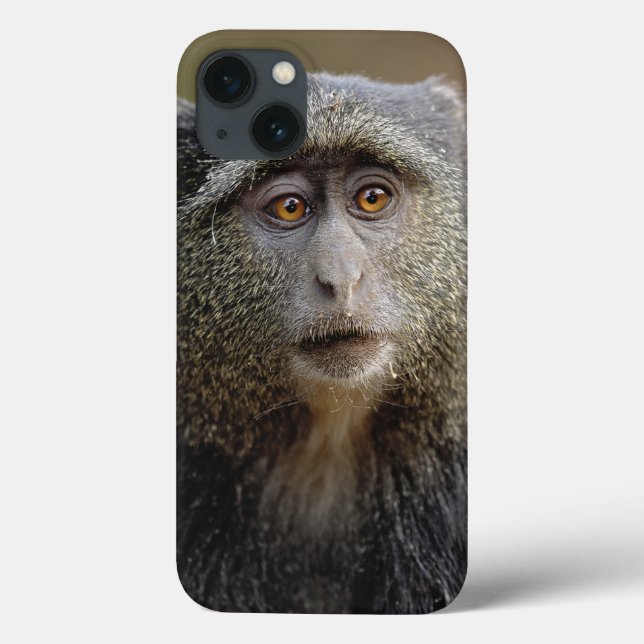 Sykes or Blue Monkey, Cercopithecus mitis, Case-Mate iPhone Case (Back)