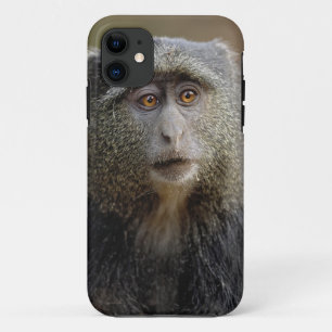 Sykes or Blue Monkey, Cercopithecus mitis, iPhone 11 Case
