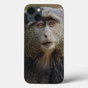 Sykes or Blue Monkey, Cercopithecus mitis, iPhone 13 Case
