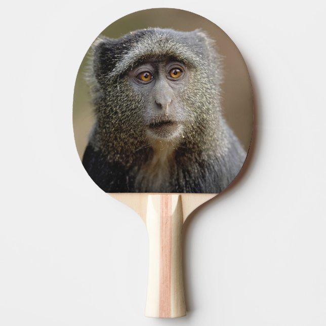 Sykes or Blue Monkey, Cercopithecus mitis, Ping Pong Paddle (Front)