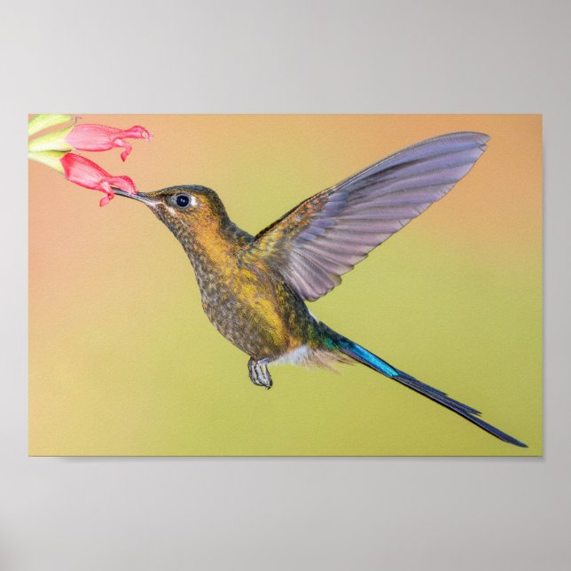 Sylph Hummingbird with Long Tail Print (Front)