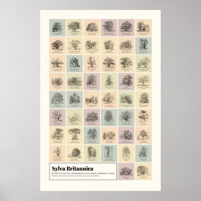 Sylva Britannica Poster (Front)