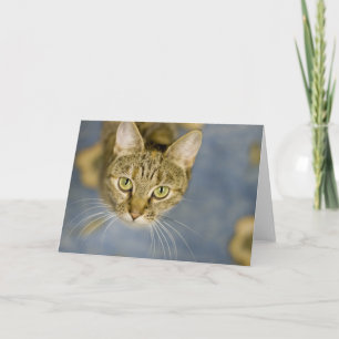 Sympathetic cats help the pain over pet loss card