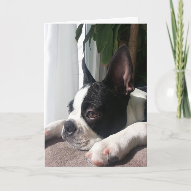 Sympathy boston terrier card (Front)