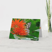 Sympathy butterfly in orange Mexican honeysuckle