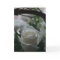 Sympathy Card white rose unique greeting cards