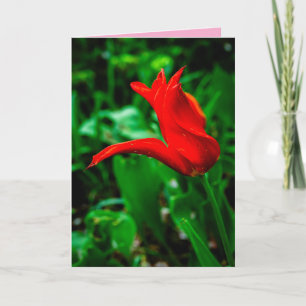 Sympathy Card with a Photo of a Canna Lily