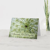 Sympathy in Spanish, Queen Anne's Lace, Flowers