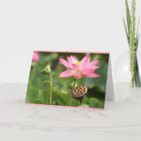 sympathy lotus