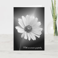 Sympathy White Daisy With Light Beams
