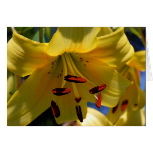 Symphony in Yellow