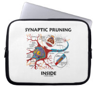 Synaptic Pruning Inside Neuron Synapse Neurology