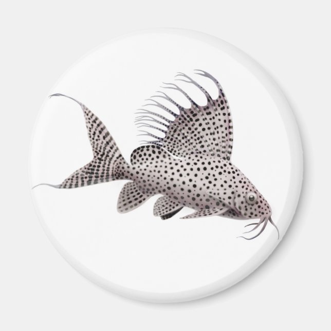 Synodontis eupterus Catfish Magnet (Front)