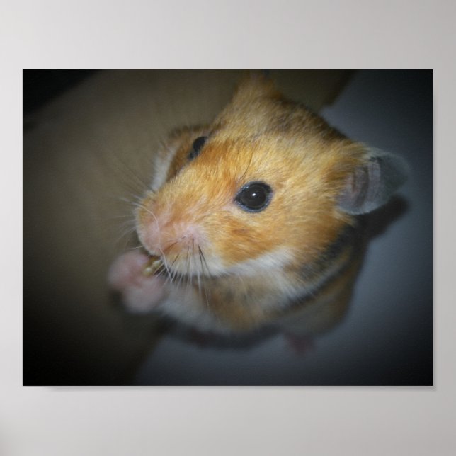 Syrian Hamster Poster (Front)