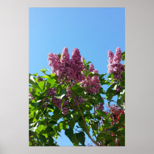 Syringa , Lilac flower tree Poster