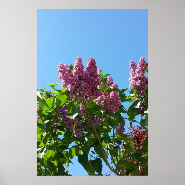 Syringa , Lilac flower tree Poster (Front)