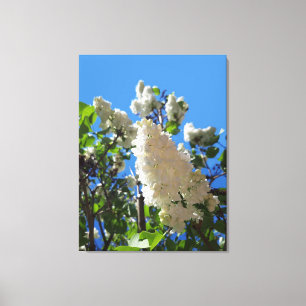 Syringa , White Lilac Flower Tree Canvas Print