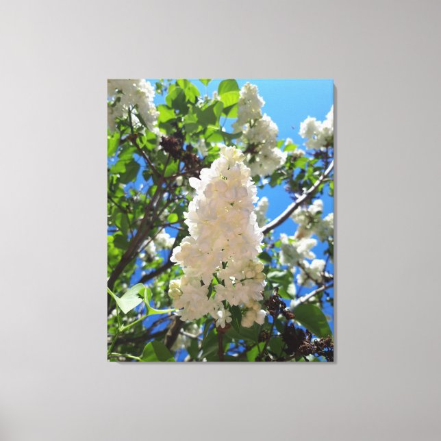 Syringa , White Lilac Flower Tree Canvas Print (Front)