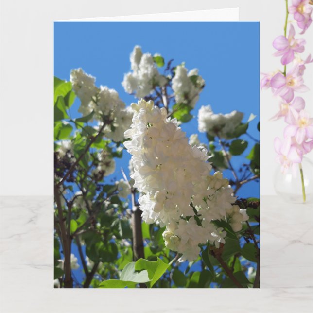 Syringa , White Lilac Flower Tree Card (Orchid)