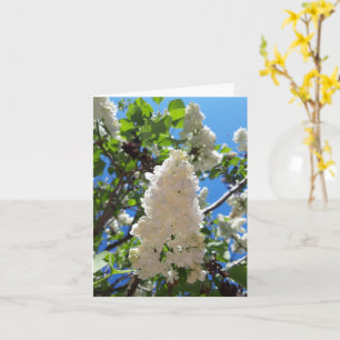 Syringa , White Lilac Flower Tree Card