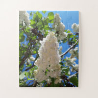 Syringa , White Lilac Flower Tree