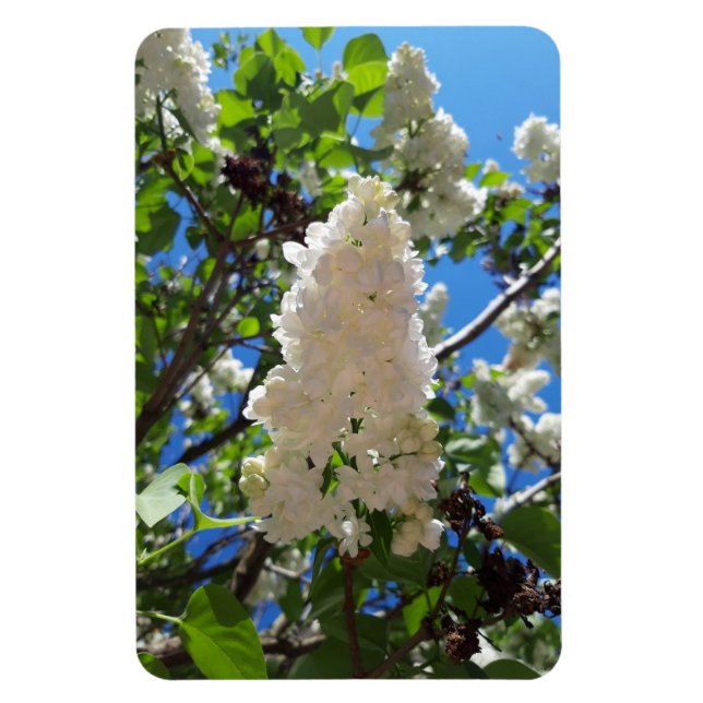 Syringa , White Lilac Flower Tree Magnet (Vertical)