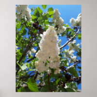 Syringa , White Lilac Flower Tree 