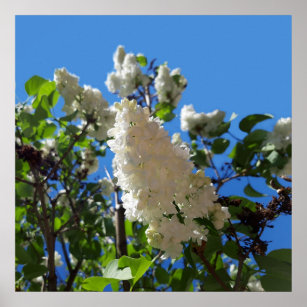 Syringa , White Lilac Flower Tree Poster