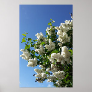 Syringa , White Lilac Flower Tree Poster