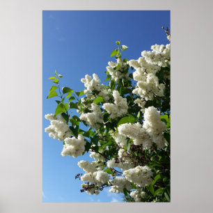 Syringa , White Lilac Flower Tree Poster
