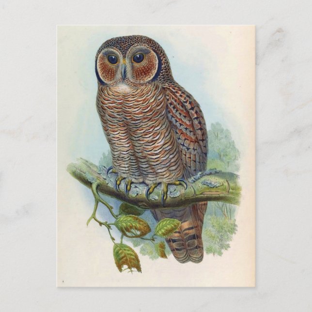 Syrnium Ocellatum (Mottled Wood Owl) Postcard (Front)