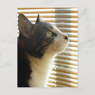 Syrus Postcard 001