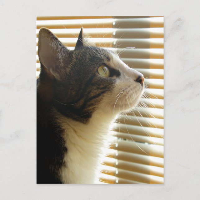 Syrus Postcard 001 (Front)