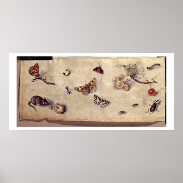 T31566 A Study of Various Insects, Fruit and Anima Poster (Front)