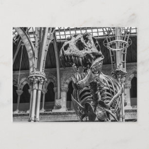 "T-Rex Skeleton" postcards